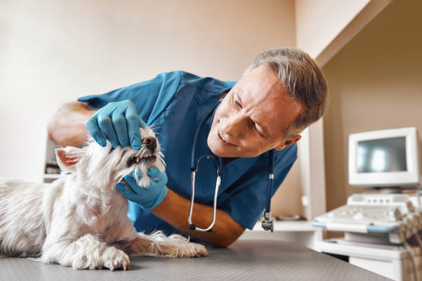 Best Emergency Dental Services for Seniors in Sweetser, IN